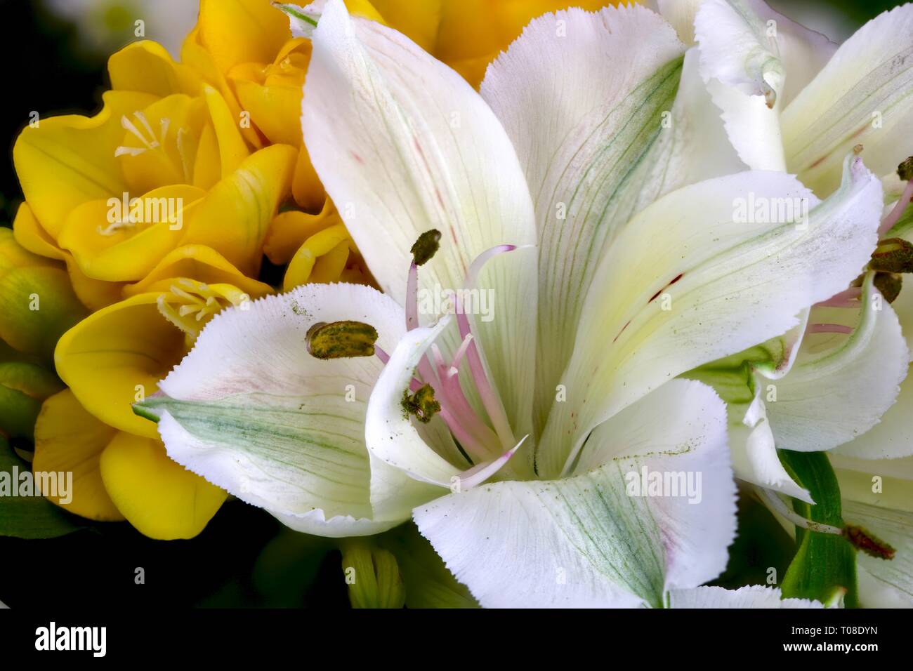 Alstroemeria (Peruvian Lily) Stock Photo