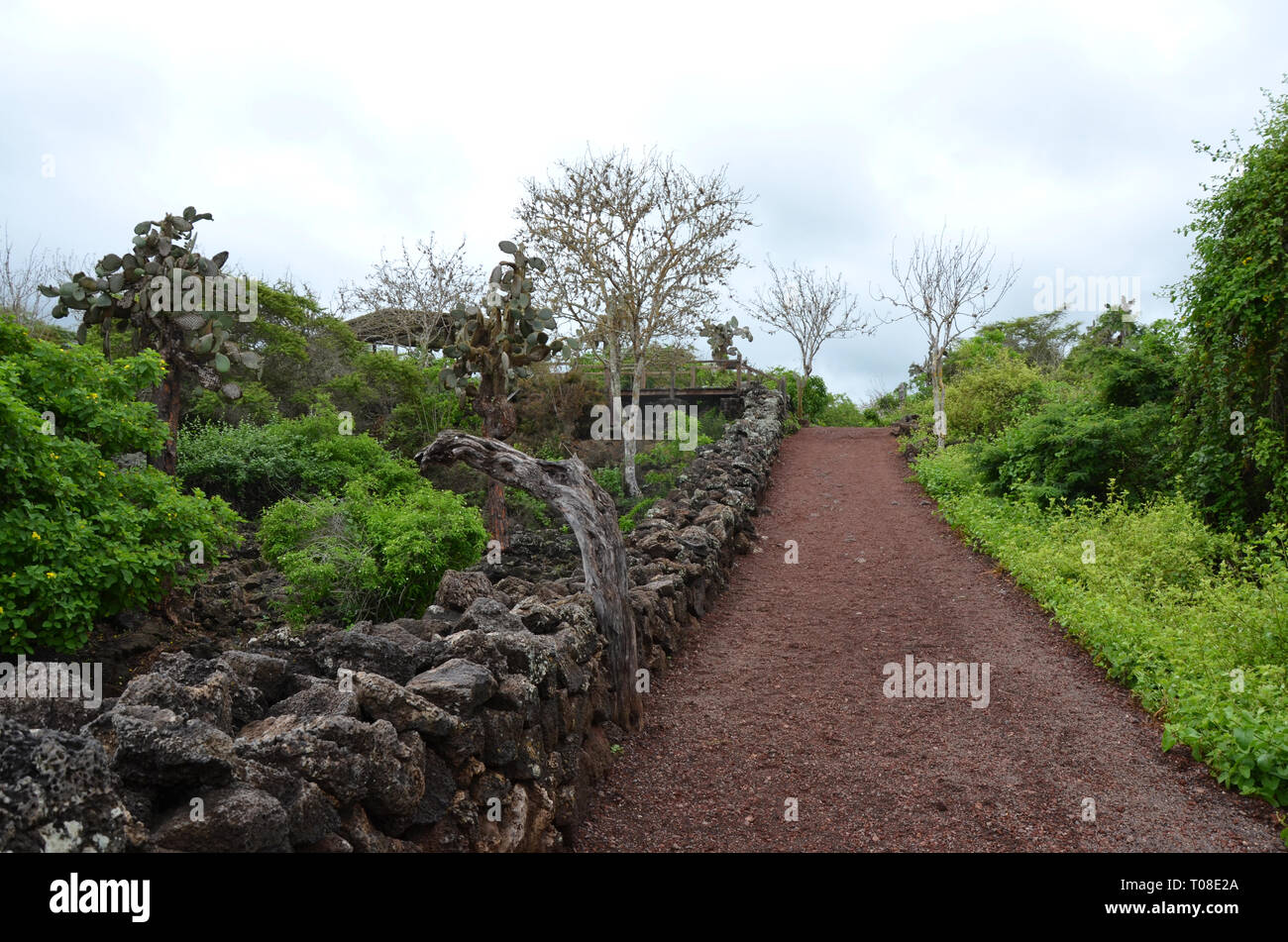 Galapagos Island Charles Darwin Giant Turtle Trail Stock Photo