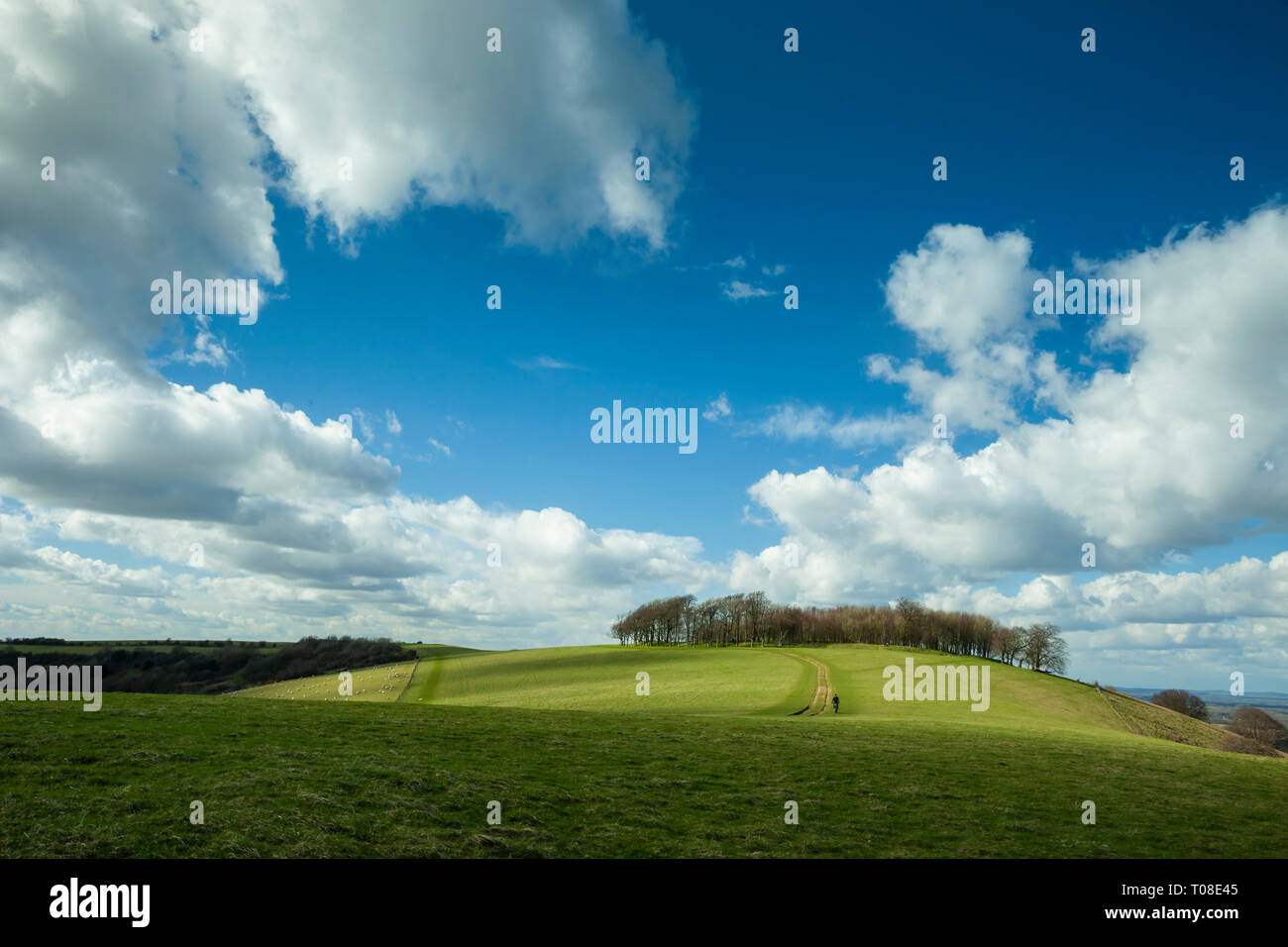 Early spring at Chanctonbury Hill, South Downs National Park, West Sussex, England. Stock Photo