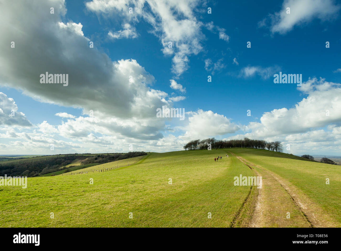 Early spring on South Downs Way, West Sussex, England. Chanctonbury Ring in the distance. Stock Photo
