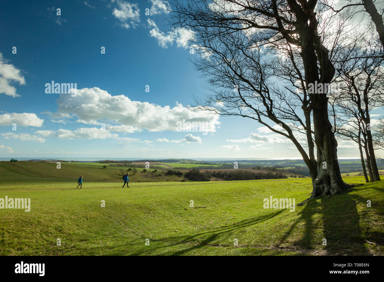 Early spring at Chanctonbury Ring, West Sussex, England. South Downs National Park. Stock Photo