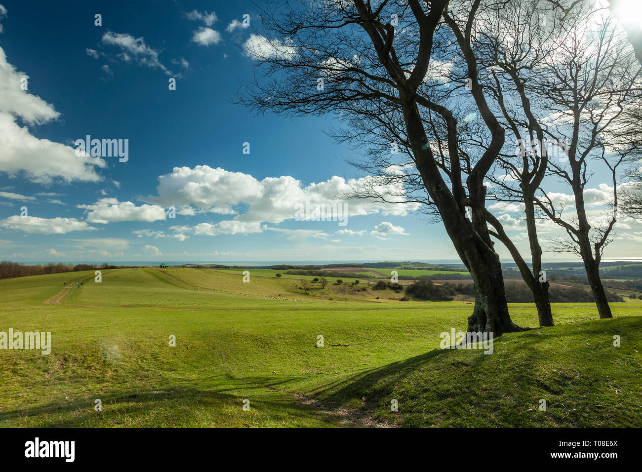 Spring at Chanctonbury Ring, prehistoric hill fort in West Sussex, England. South Downs National Park. Stock Photo