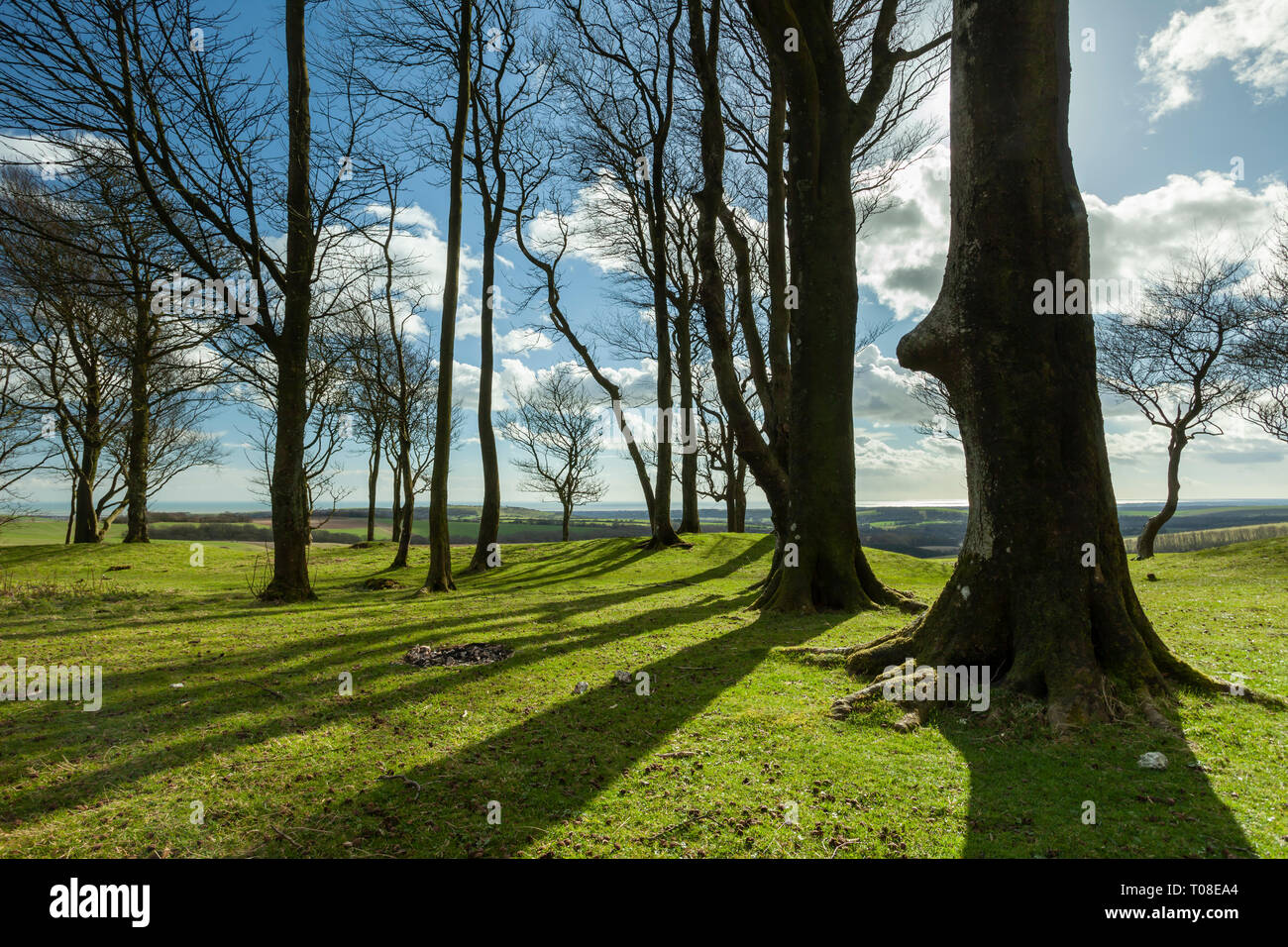 Early spring at Chanctonbury Ring, West Sussex, England. South Downs National Park. Stock Photo