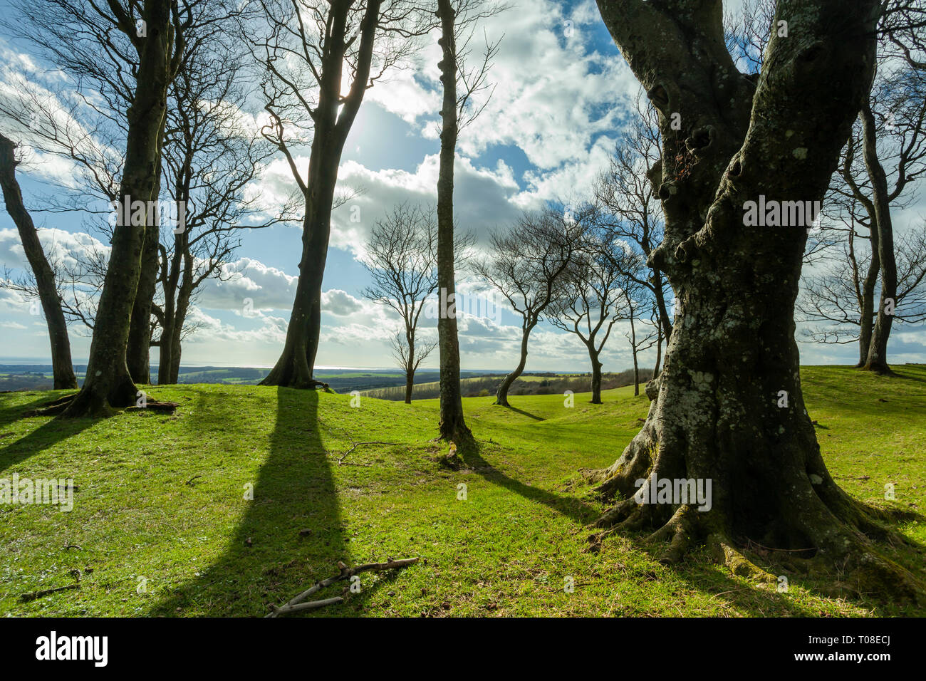 Spring at Chanctonbury Ring, prehistoric hill fort in West Sussex, England. South Downs National Park. Stock Photo
