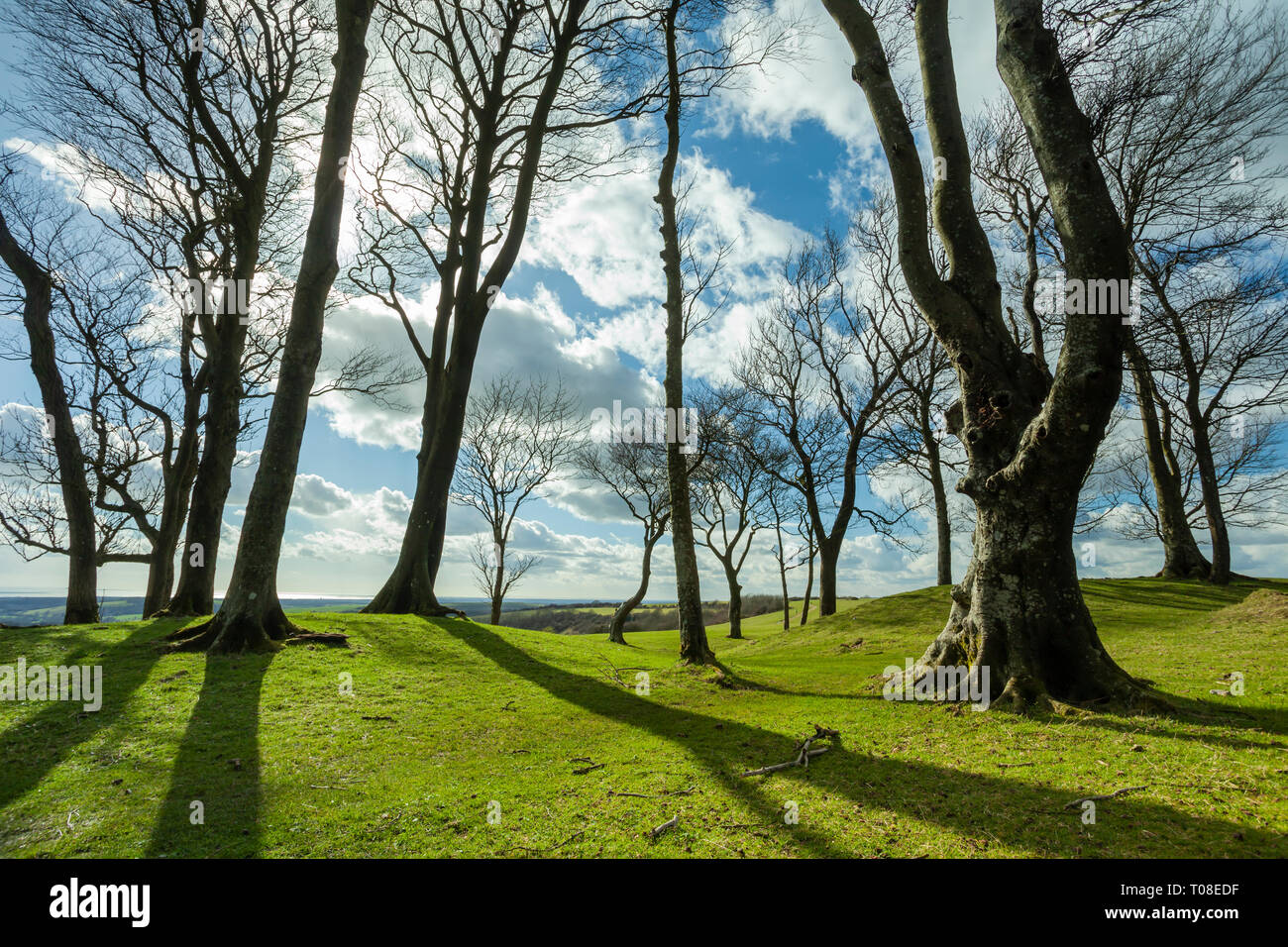 Early spring at Chanctonbury Ring, prehistoric hillfort in West Sussex, England. South Downs National Park. Stock Photo
