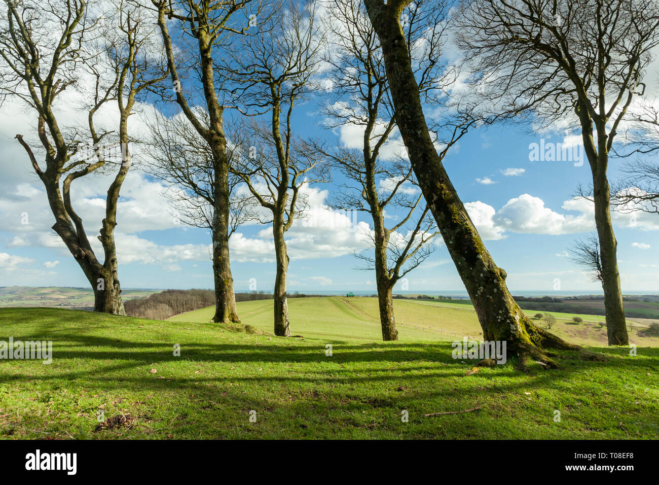Early spring at Chanctonbury Ring in West Sussex, England. South Downs National Park. Stock Photo