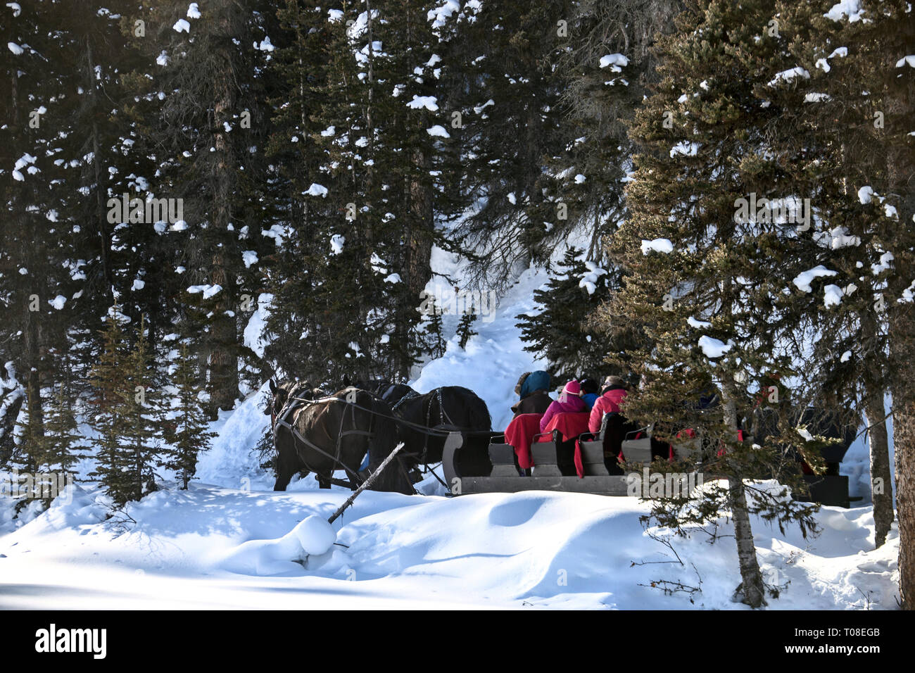 Winter Sleigh Rides Alberta Canada Lake Louise Stock Photo