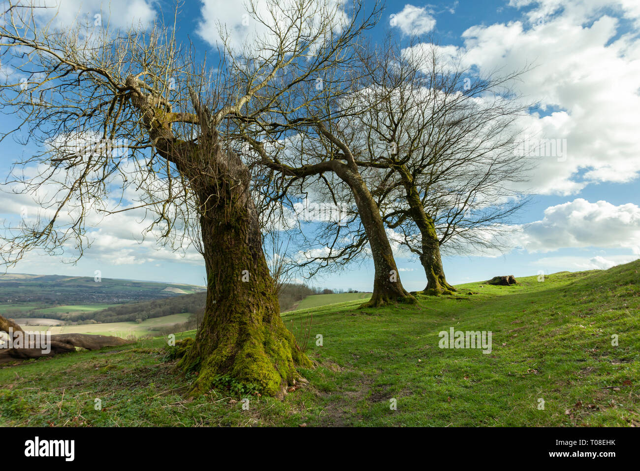 Windswept trees at Chanctonbury Ring, prehistoric hillfort on the South Downs in West sussex, England. Stock Photo