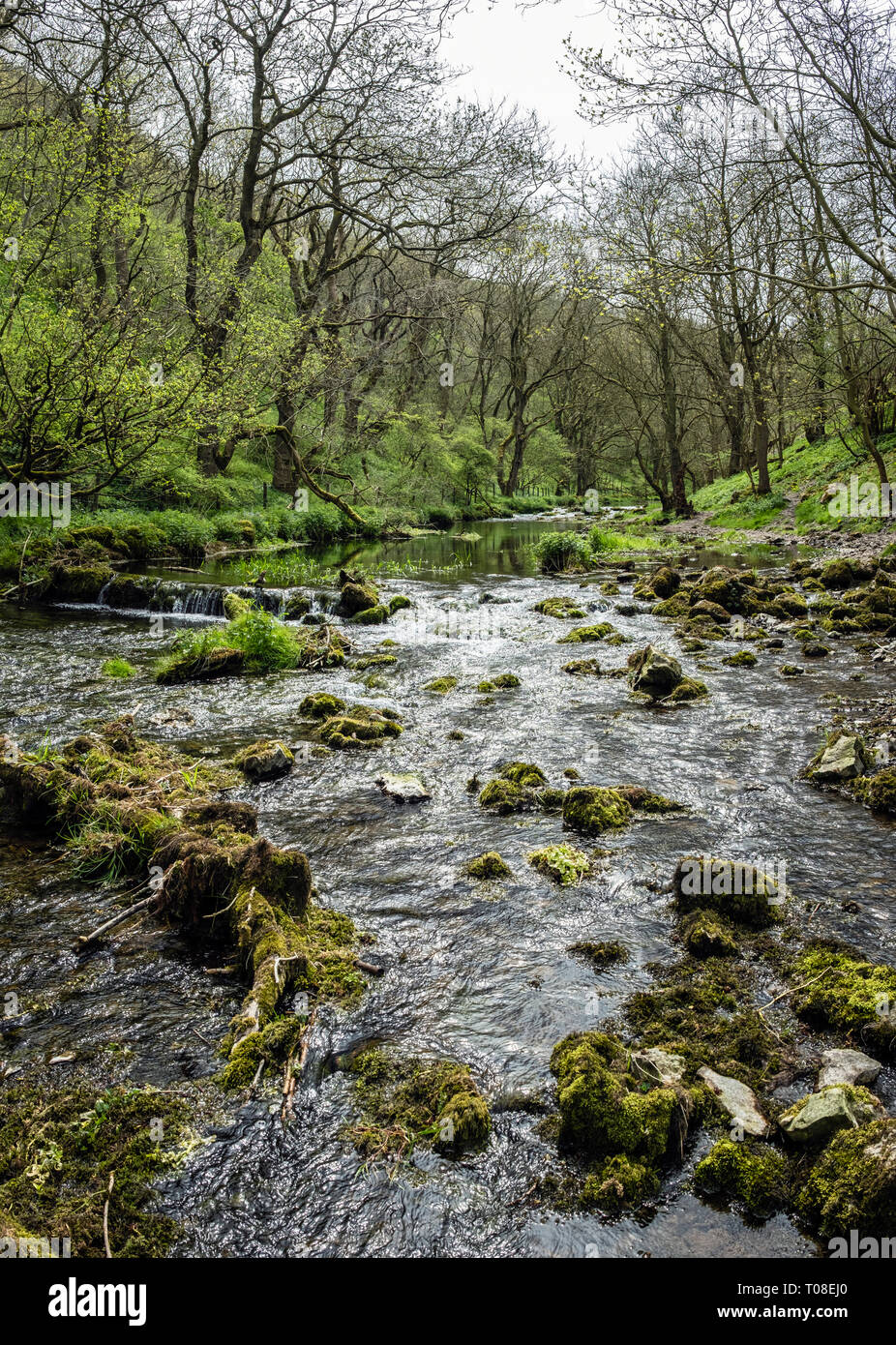 The River Lathkill, Lathkill Dale, Peak District National Park, Derbyshire Stock Photo