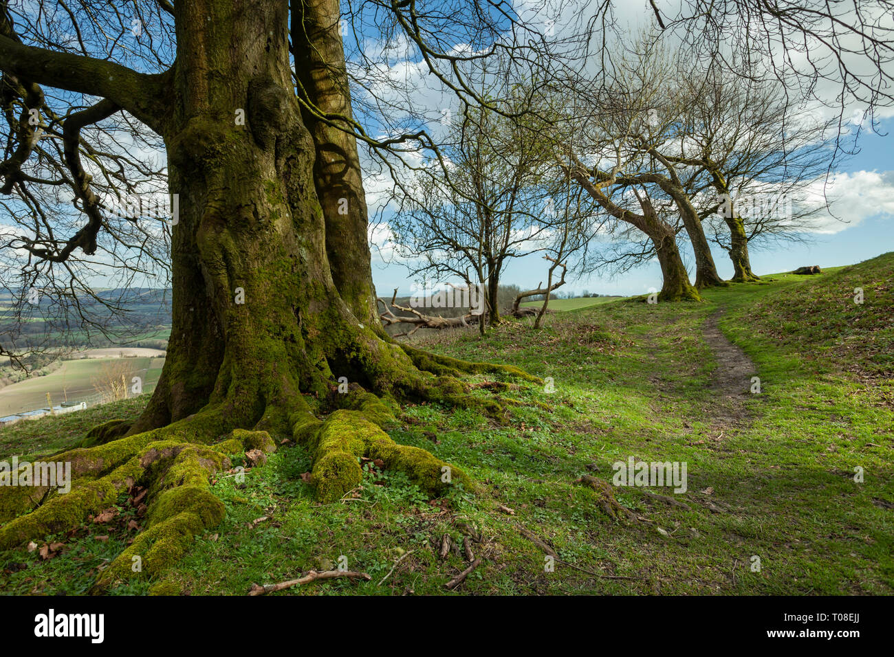 Old mossy trees at Chanctonbury Ring, prehistoric hillfort in West Sussex. South Downs National Park. Stock Photo