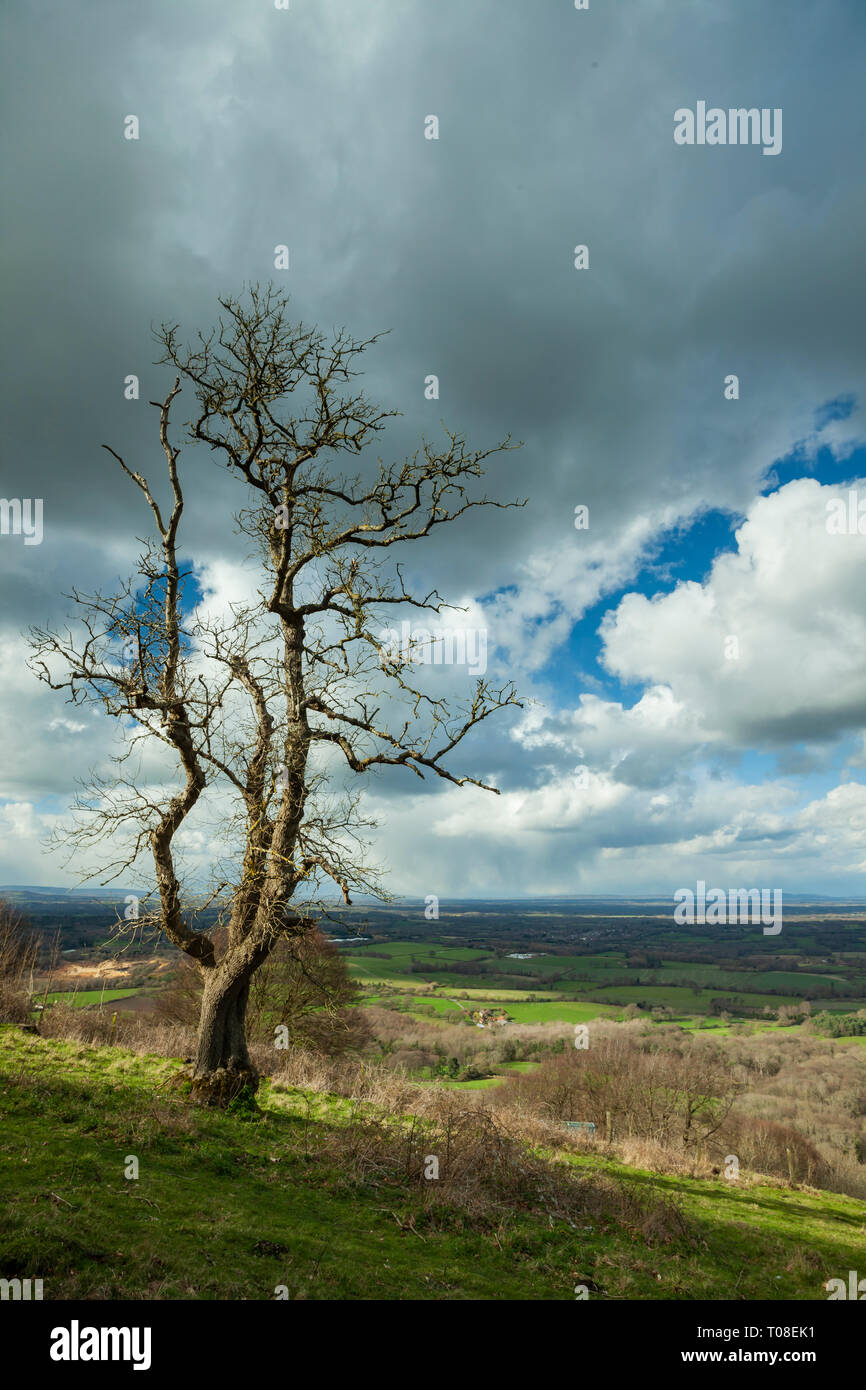 Lone tree on the South Downs in West Sussex, England. Stock Photo