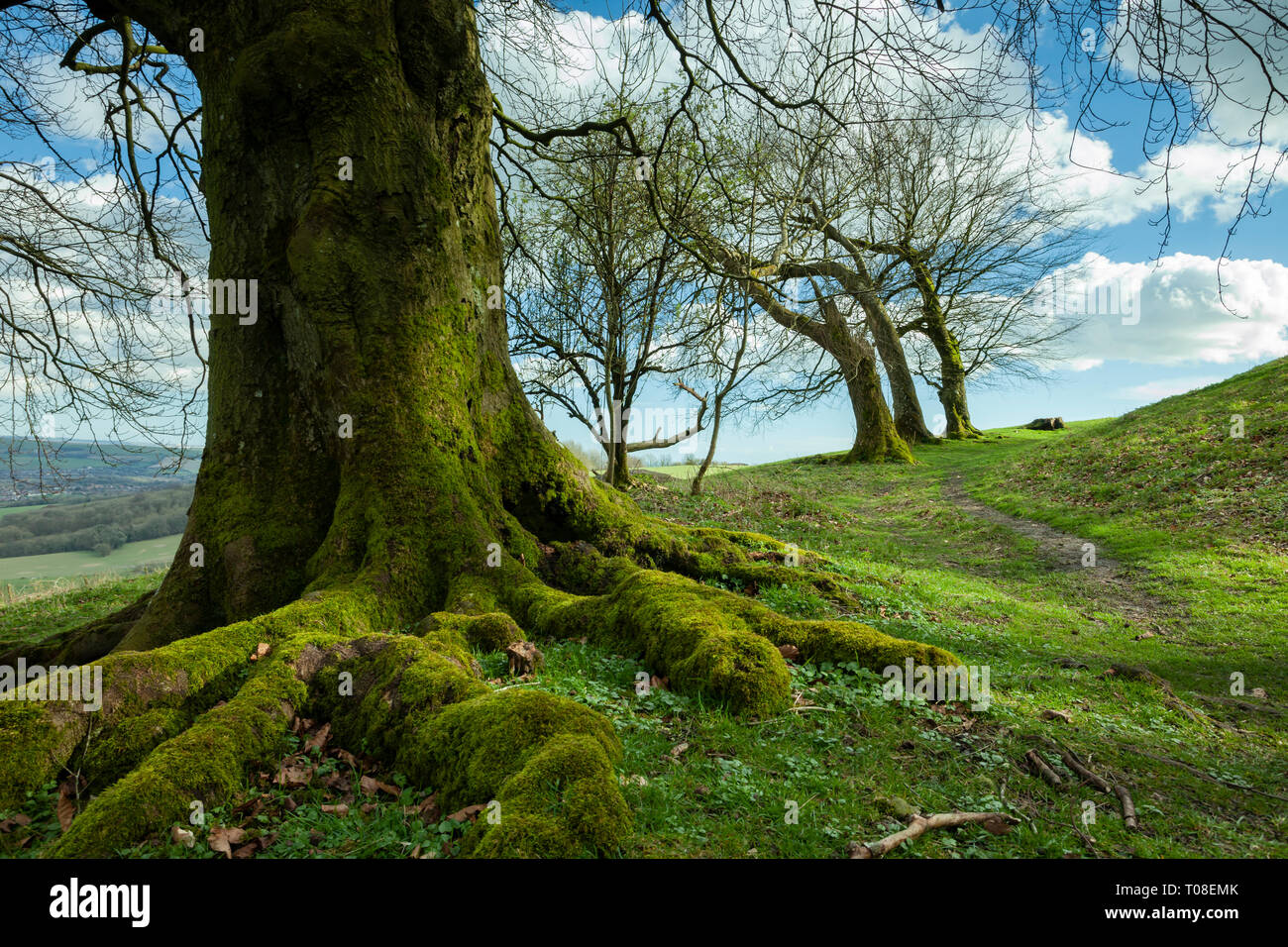 Old mossy tree at Chanctonbury Ring, West Sussex, England. South Downs National Park. Stock Photo