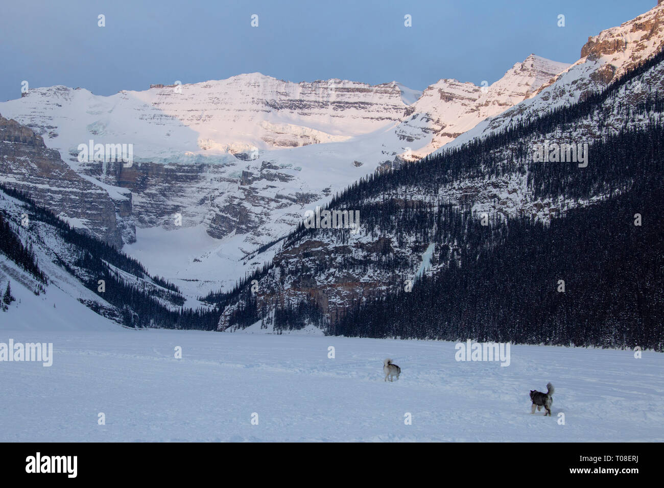 Ice Rink Lake Louise Chateau winter Alberta Canada Stock Photo - Alamy