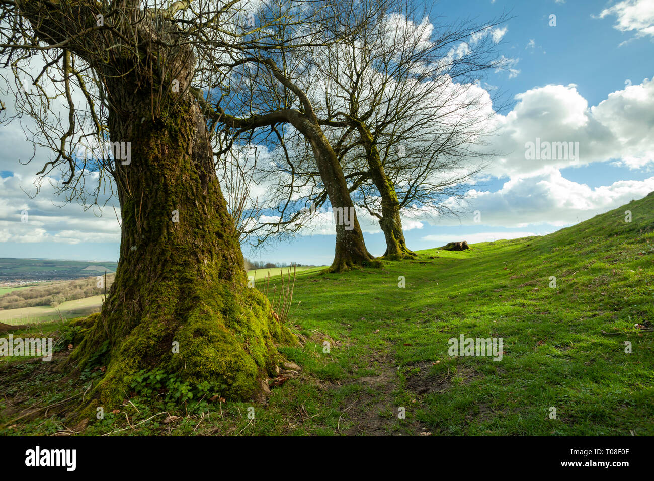 Early spring at Chanctonbury Ring in West Sussex, England. South Downs National Park. Stock Photo