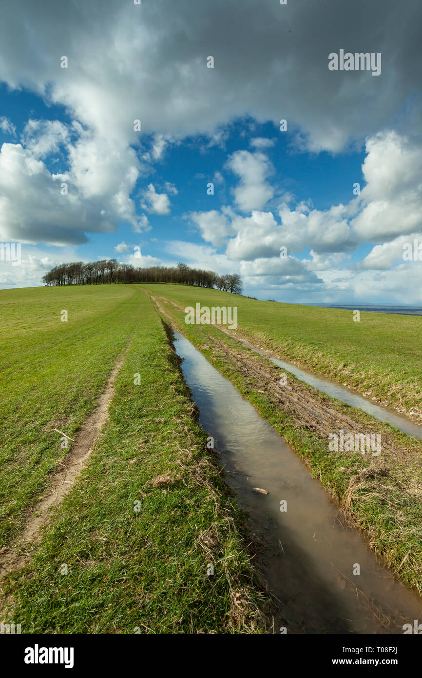 Early spring on South Downs Way, West Sussex, England. Chanctonbury Ring in the background. Stock Photo