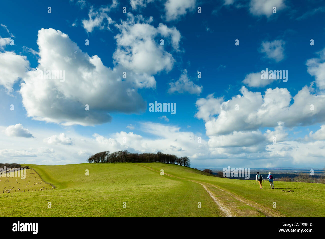 Hikers on South Downs Way walking towards Chanctonbury Ring, West Sussex, England. Stock Photo