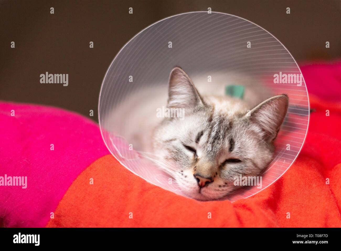 Pet care concept Sleepy cat wearing Elizabethan collar, Ecollar or