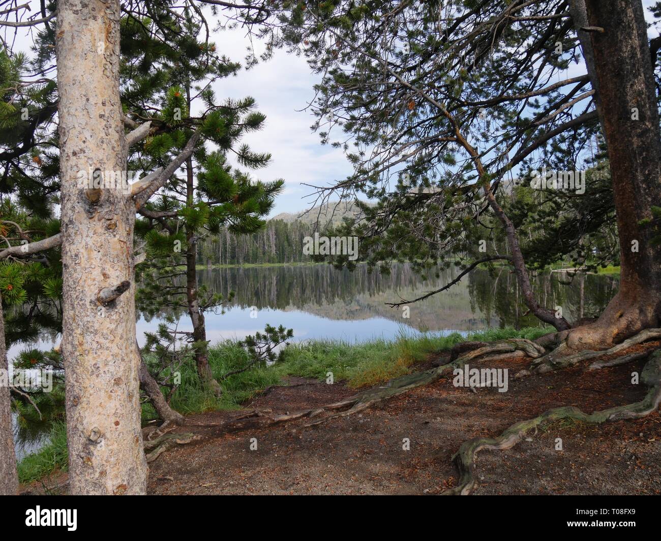 Sylvan Lake seen behind big trees at Yellowstone National Park Stock