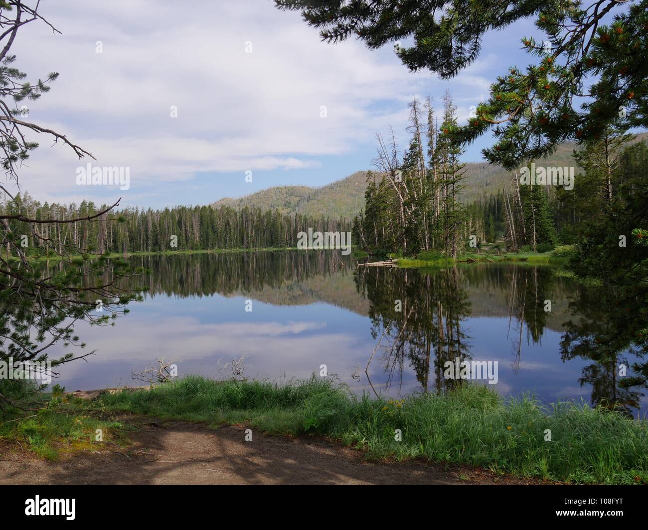 Wide view of Sylvan Lake framed by trees at the Yellowstone National