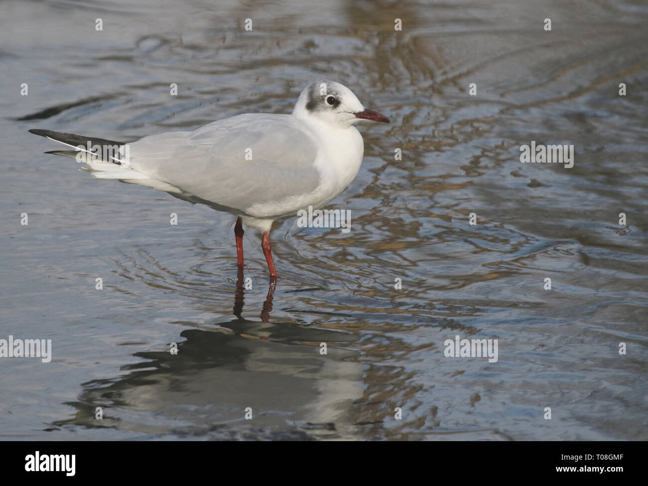 Black-headed Gull Stock Photo