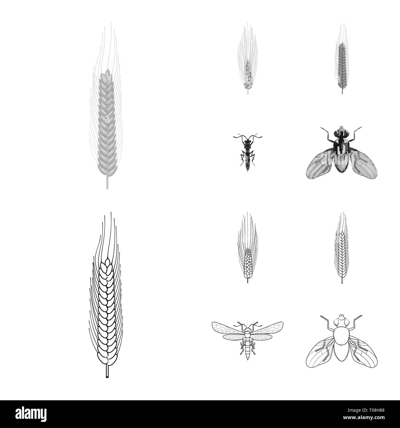 barley,fly,winter,insect,spring,pest,spike,control,durum,stop,crop ...