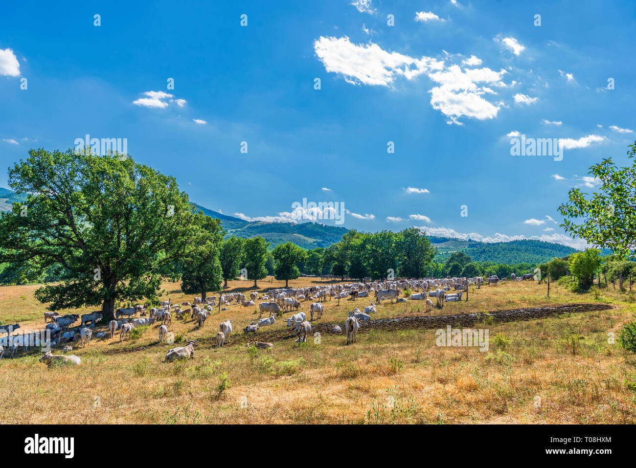 scenes from an outside party during the transhumance Stock Photo