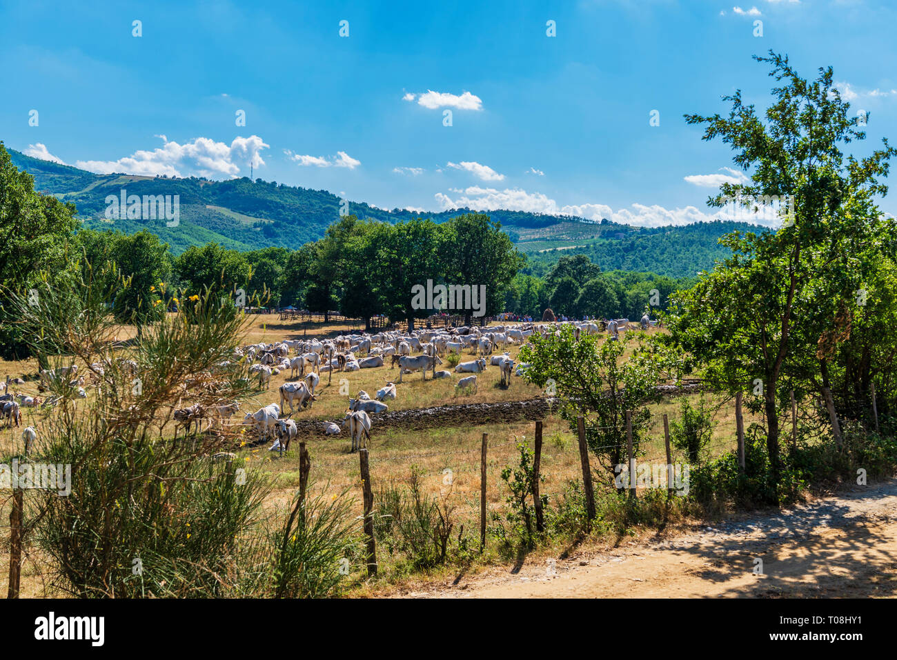 scenes from an outside party during the transhumance Stock Photo