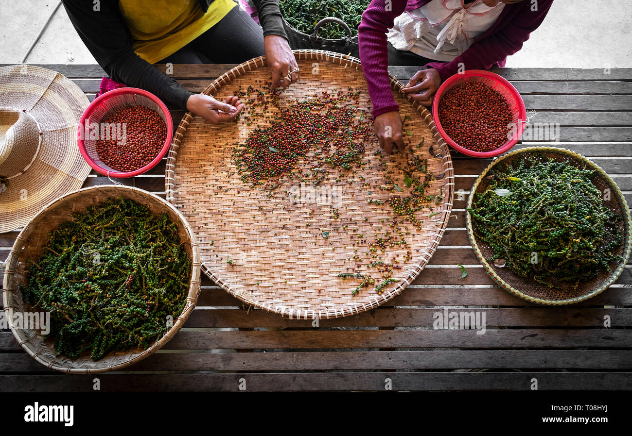 farm workers sorting and selecting fresh pepper peppercorns on ...