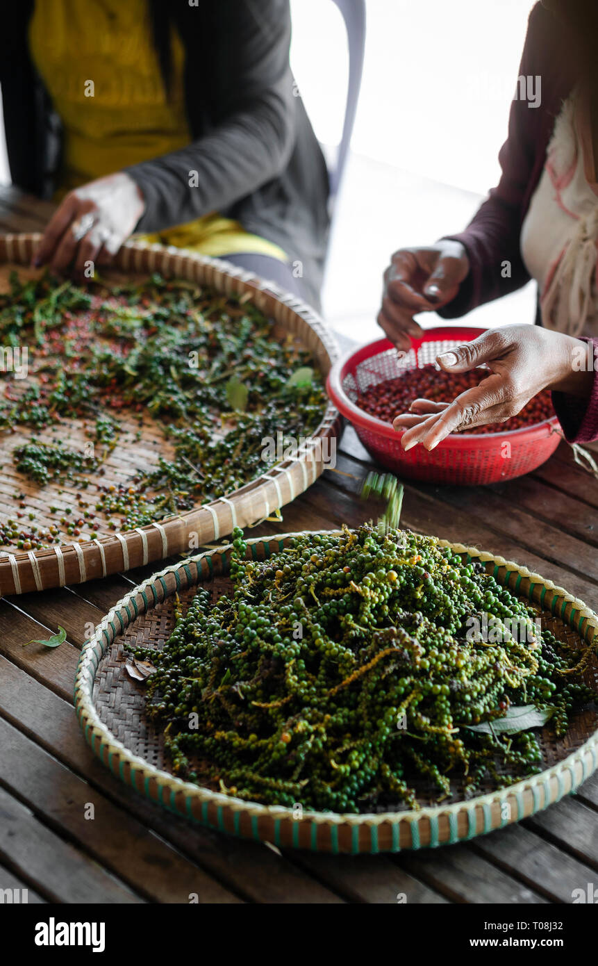 farm workers sorting and selecting fresh pepper peppercorns on