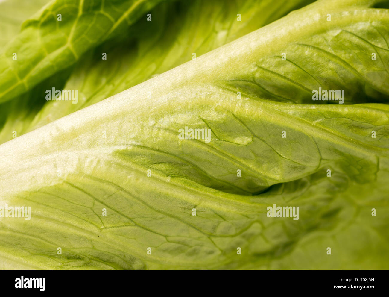 Close up of organic green leaf lettuce Stock Photo