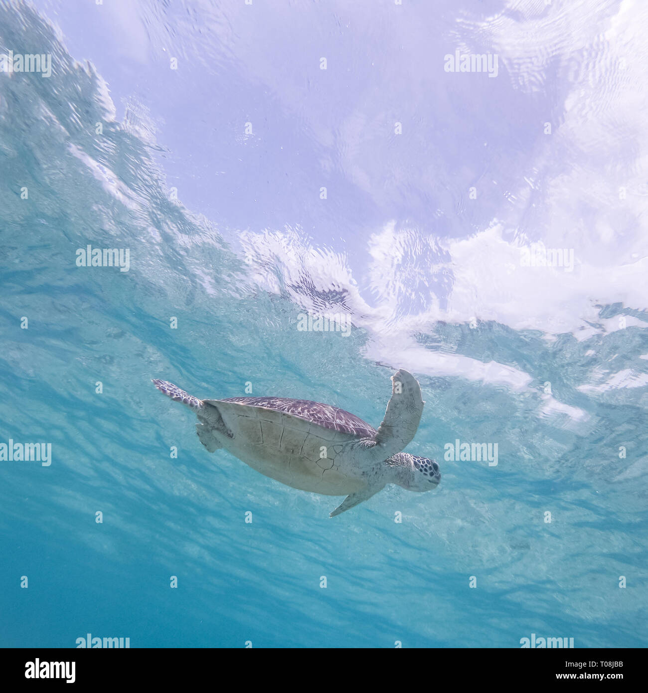 Sea turtle swimming freely in the blue ocean. Stock Photo
