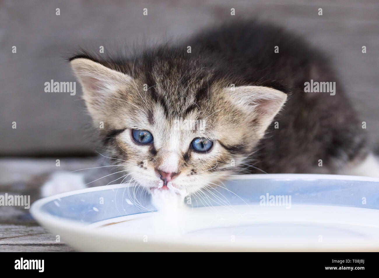 when can kittens lap milk