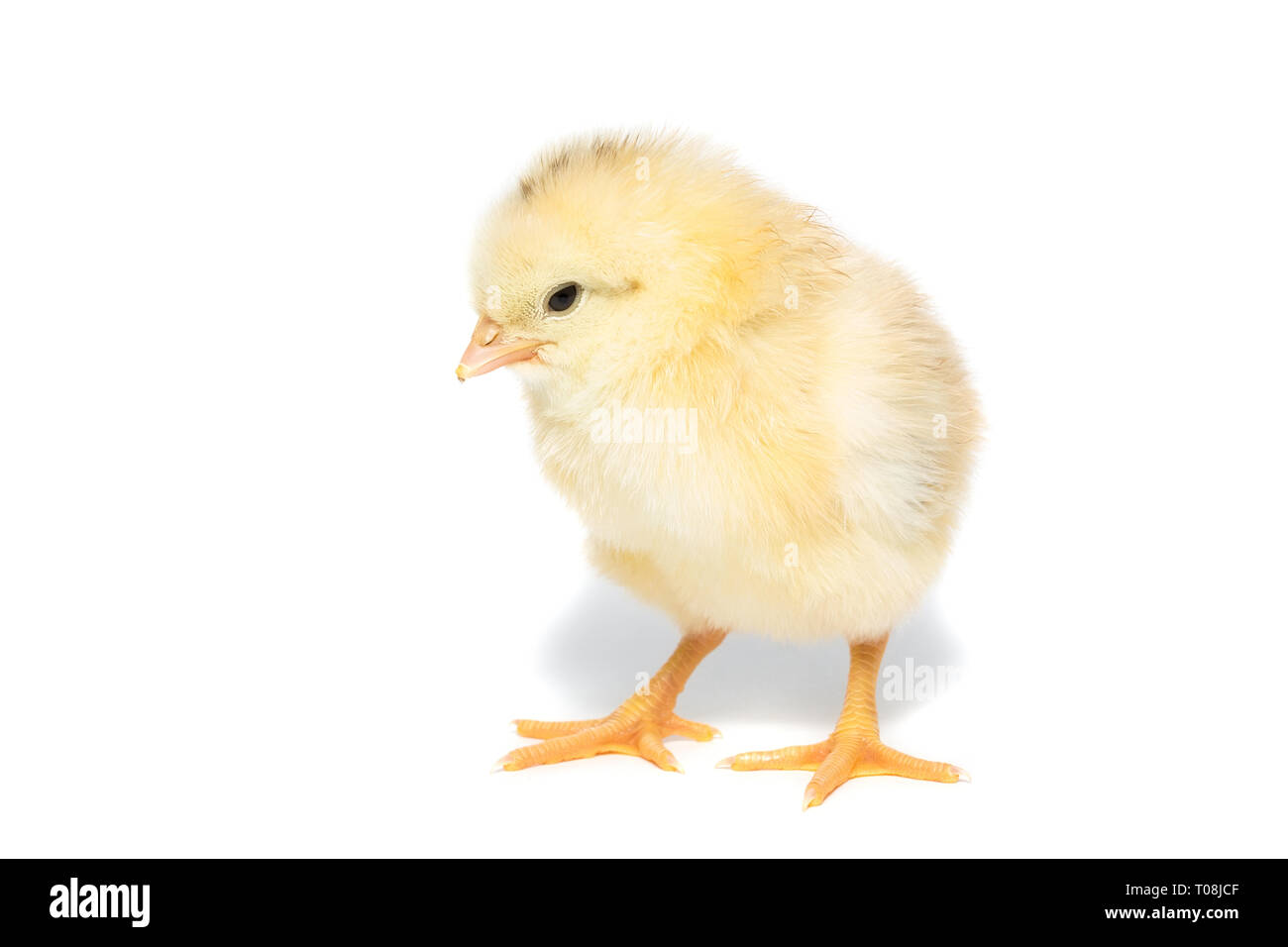 Chicken on white background, village, isolation, summer Stock Photo