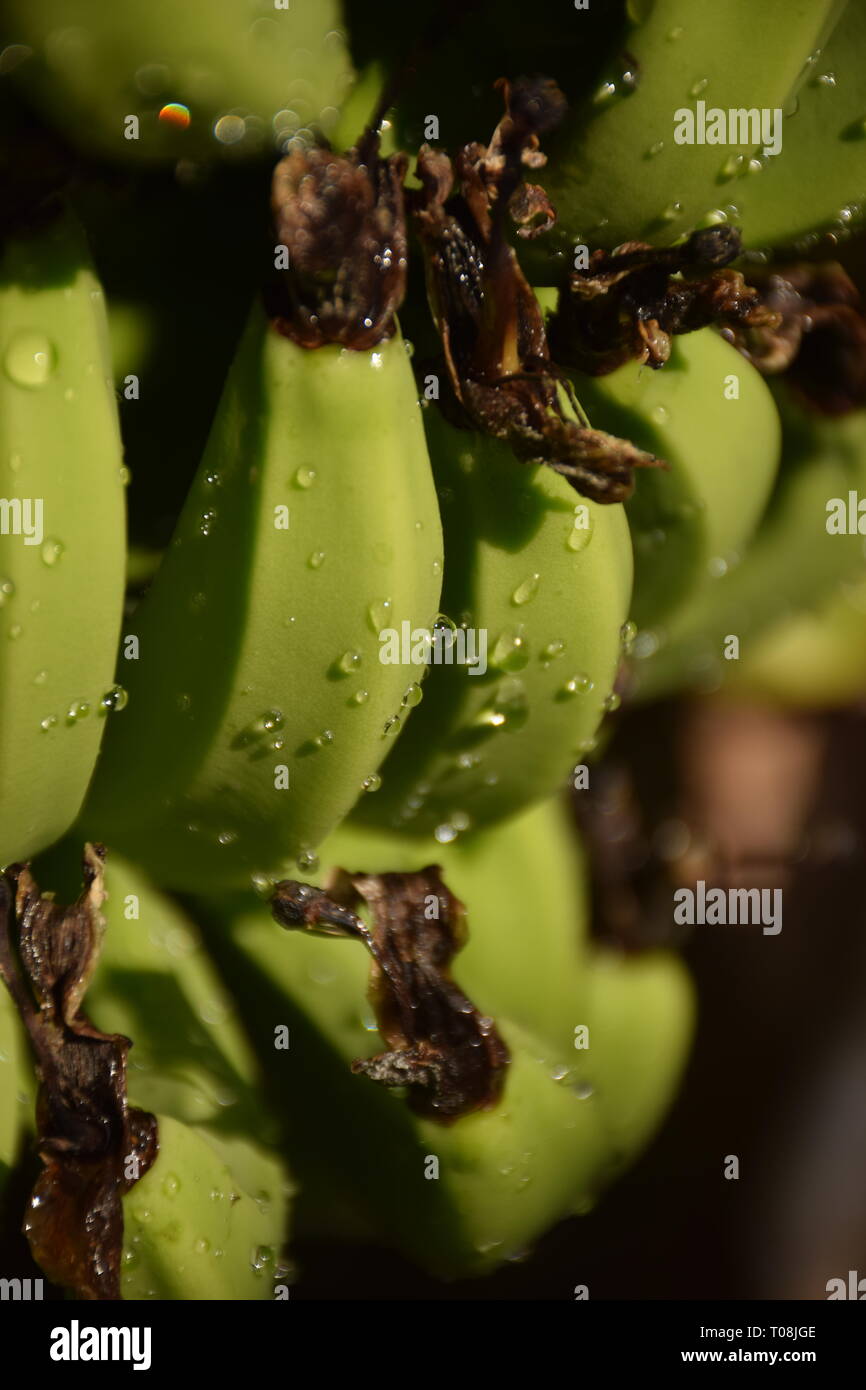 Vazhakola(bananas in a banana tree Stock Photo Alamy