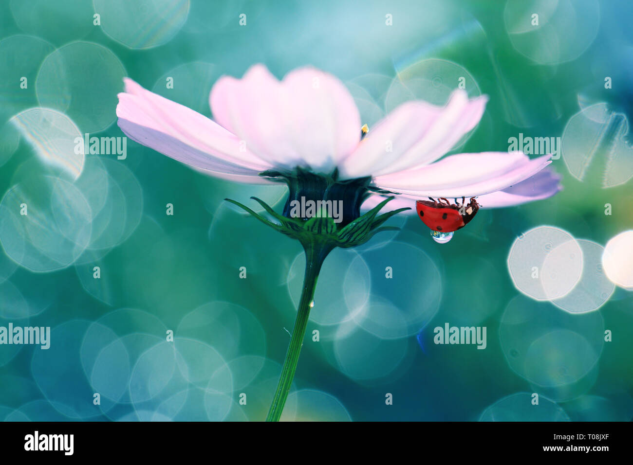 Ladybug living in my garden is beautiful Stock Photo Alamy
