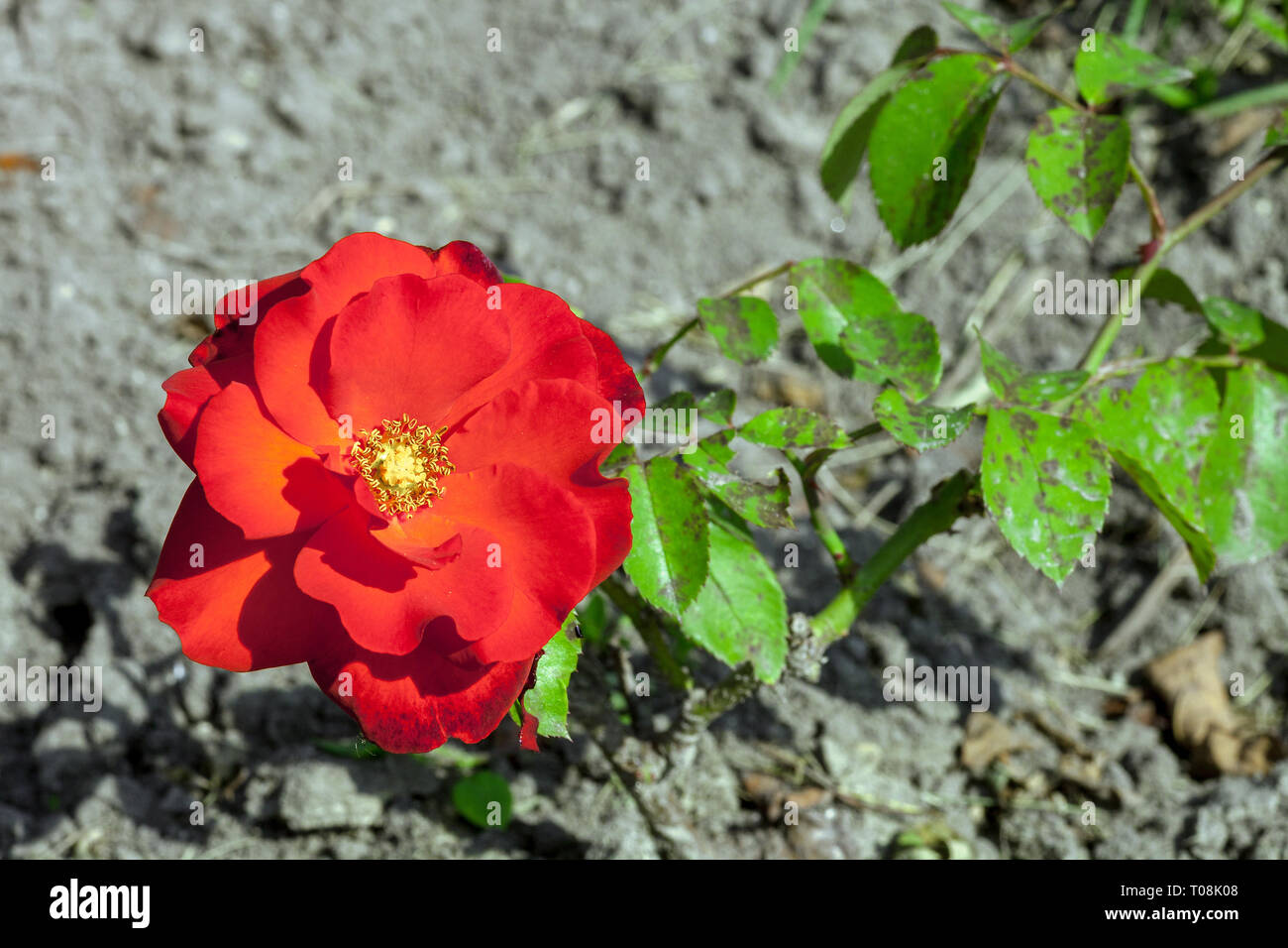 Red rose growing in summer garden, top view. Diseases leaves spot Cercospora on plant Stock Photo