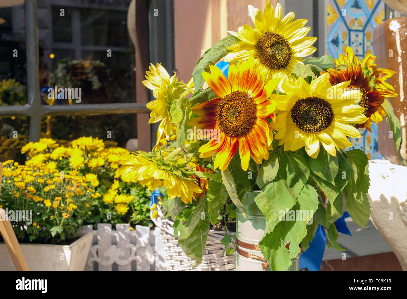 Flowerpot with yellow sunflowers. Potted bright natural floral bouquet