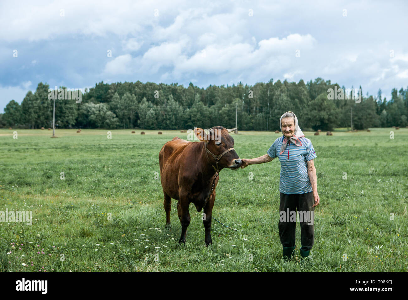 Kuldiga, Latvia. 12th August, 2013. Anna Lerha was born in 1929 and work her farm on her own. It is now getting to the stage where she can't cope anym Stock Photo