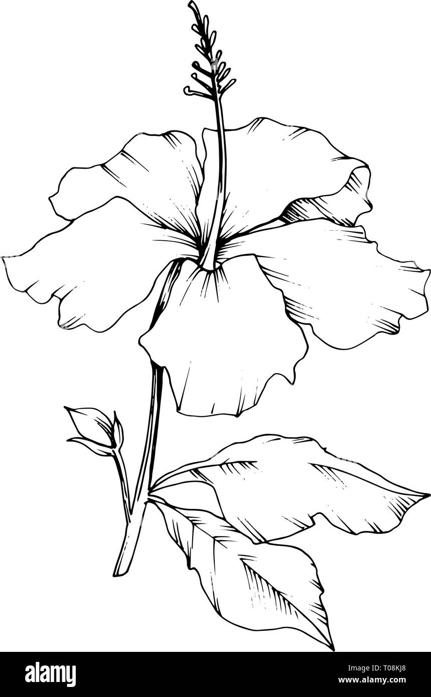 Vector Hibiscus floral botanical flower. Black and white engraved ink