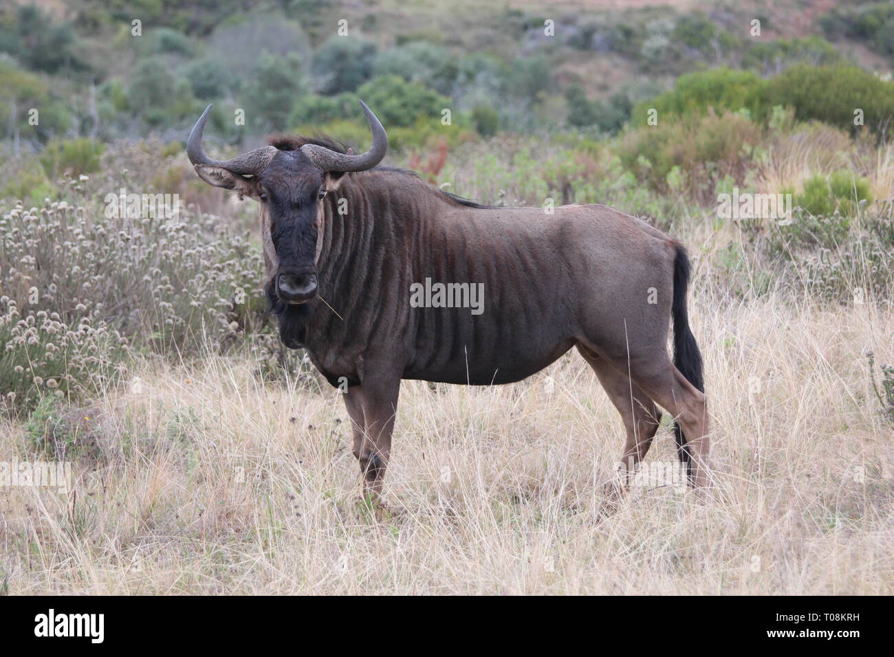 The blue wildebeest one of the ugly five Stock Photo