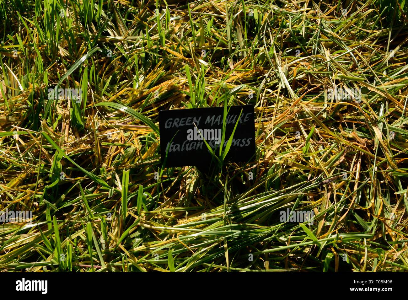 Green manure Italian ryegrassLolium multiflorum Stock Photo