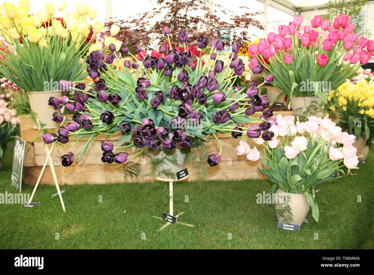 Tulips flowers on display Stock Photo
