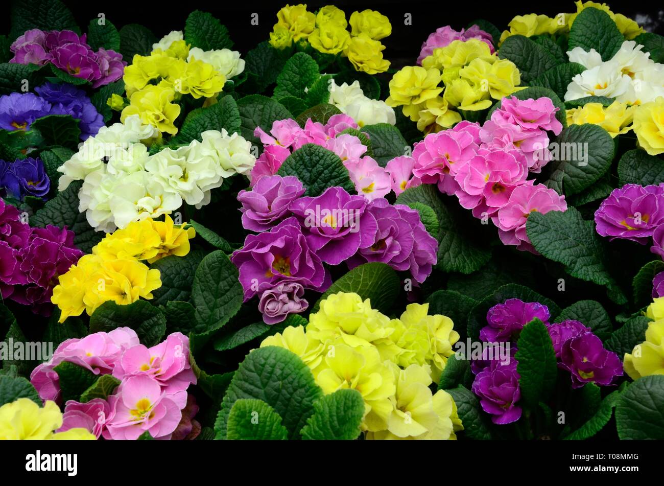 Primula double mix flowers mix in different colours double primrose Stock Photo