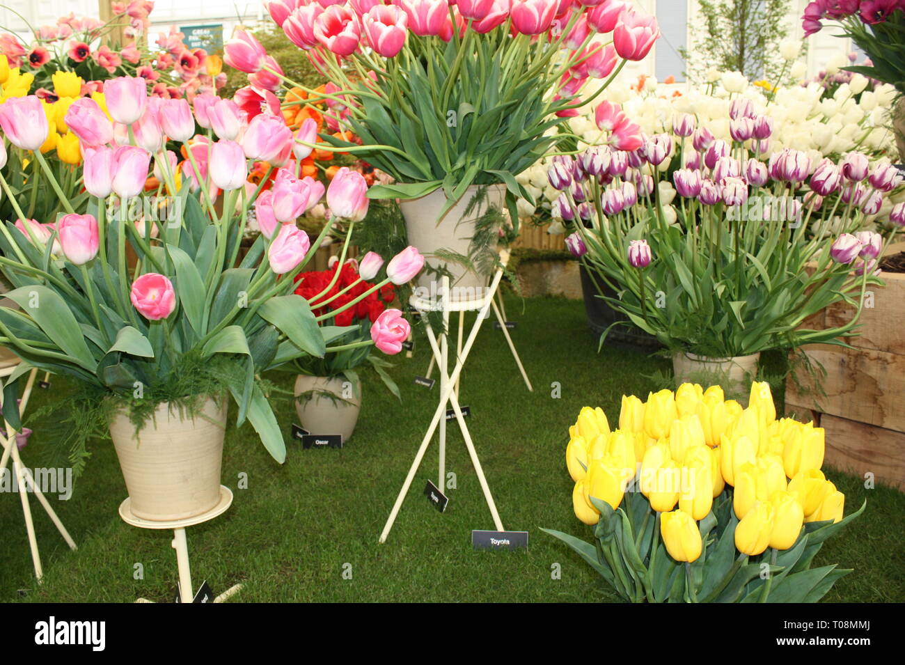 Tulips flowers on display Stock Photo