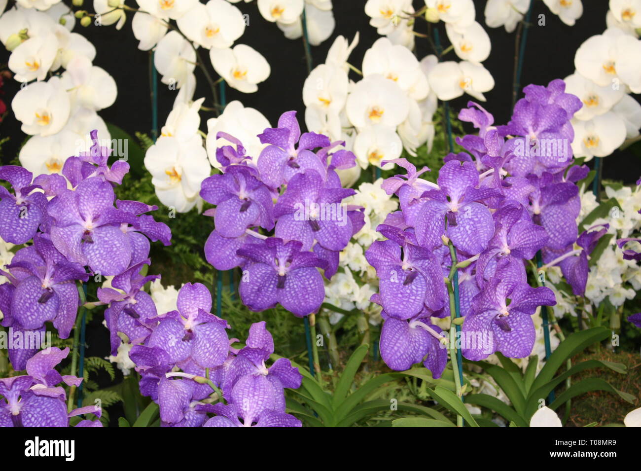 Tropical orchid flowers Stock Photo
