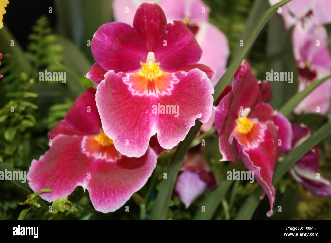 Tropical orchid flowers Stock Photo