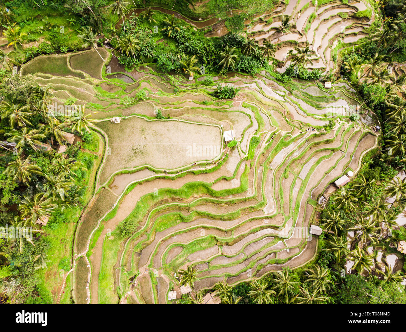 Drone view of Tegalalang rice terrace in Bali, Indonesia, with palm trees and paths for touristr to walk around plantations Stock Photo