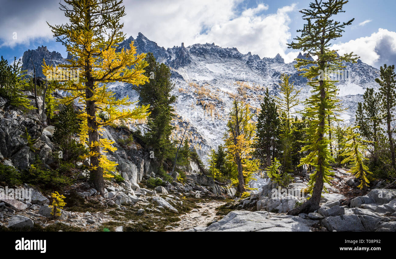 McClellan Peak seen here through the Larch trees in their Fall Colors ...