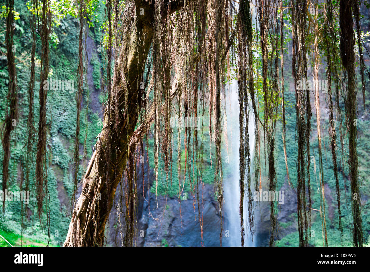 Tree with Aerial Roots in Java Indonesia Stock Photo - Alamy