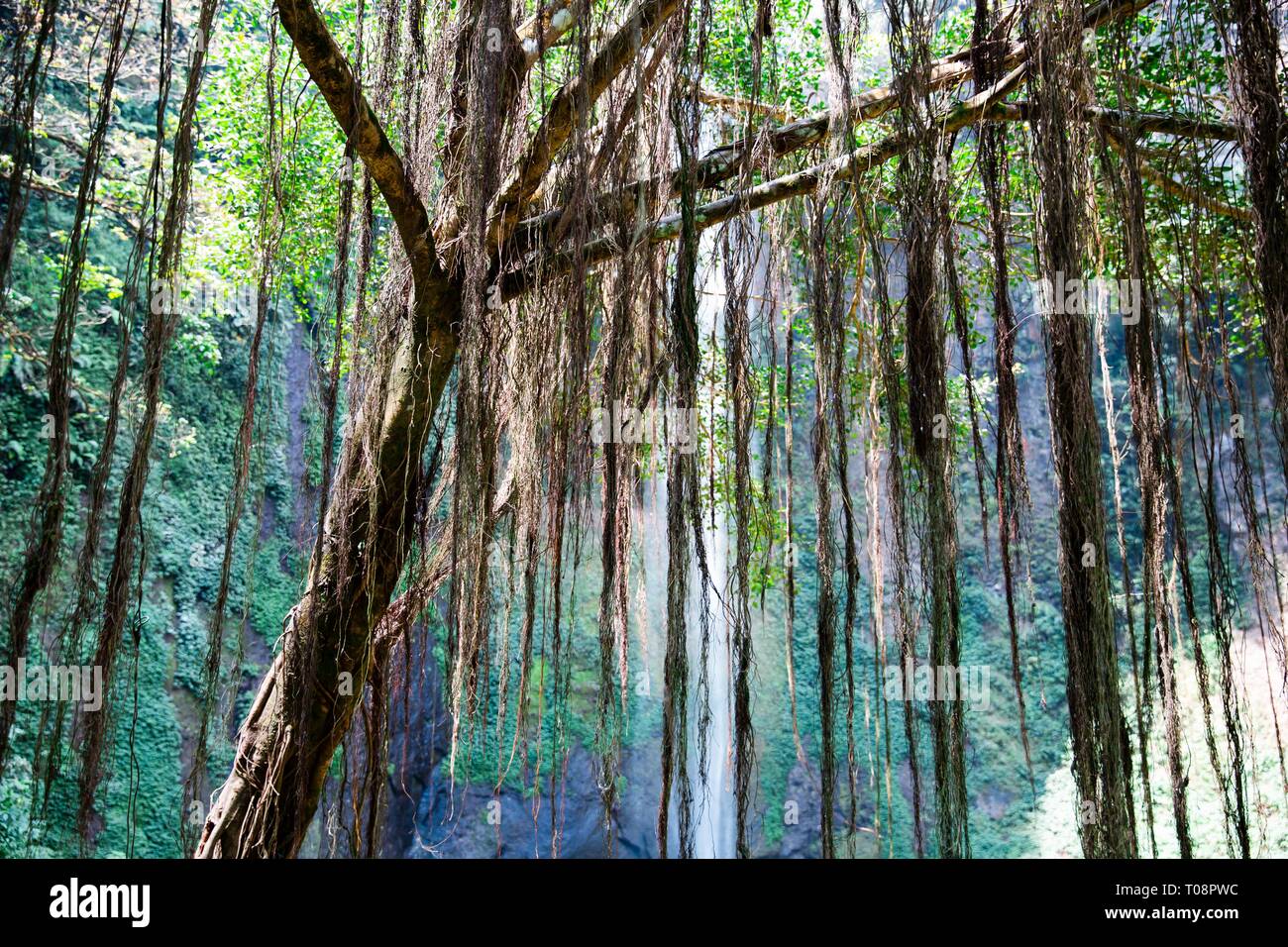 Tree with Aerial Roots in Java Indonesia Stock Photo Alamy